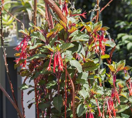 Winterschlaf für Geranien und Fuchsien Winterschlaf für Geranien und Fuchsien