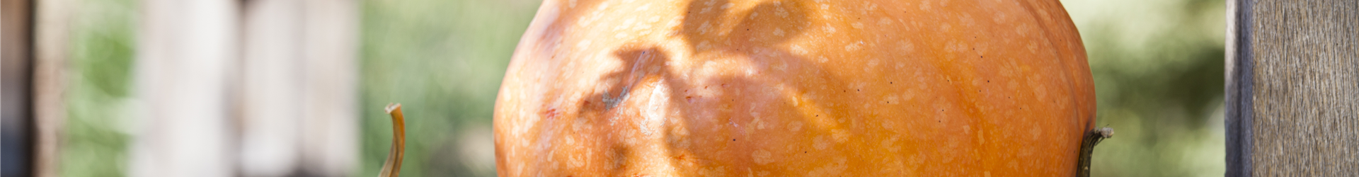 Cucurbita maxima Cucurbita maxima