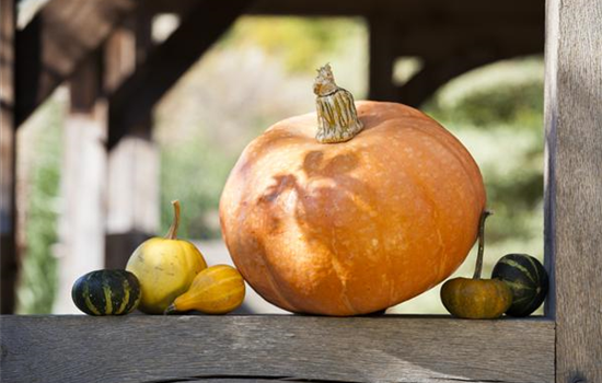 Kürbisernte Kürbisernte