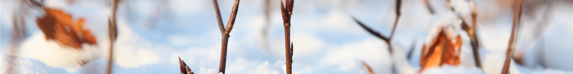 Winterhecke Winterhecke