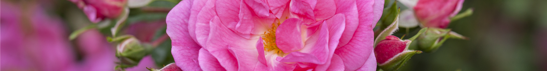 Beetrose, rosa Beetrose, rosa