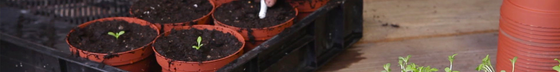 Zwergastern - Pikieren (thumbnail) Zwergastern - Pikieren (thumbnail)