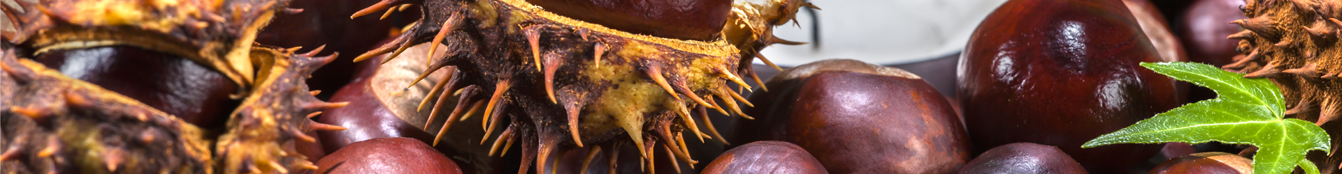 Aesculus hippocastanum