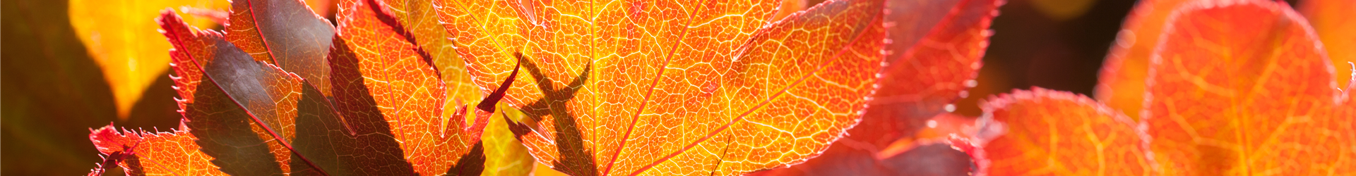 Acer palmatum 'Fireglow'