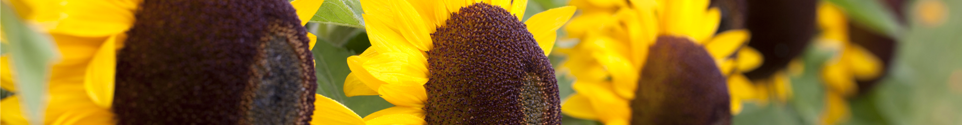 Helianthus annuus 'Big Smile'