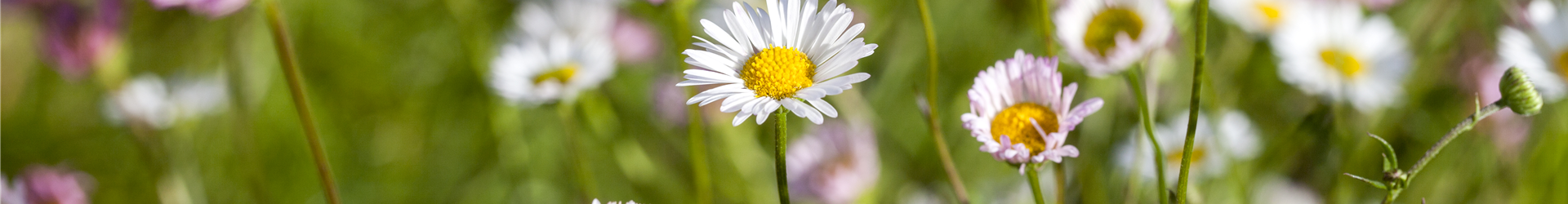 Bellis perennis