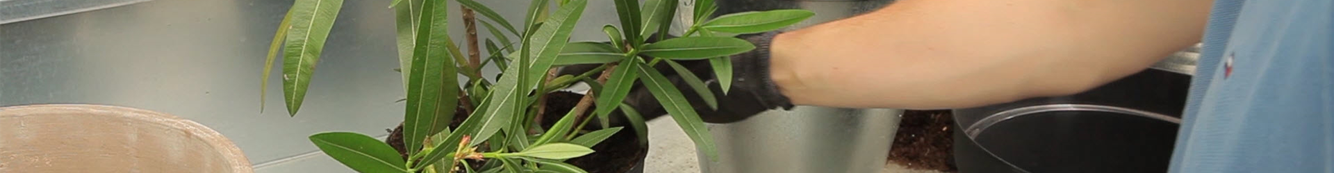 Oleander - Einpflanzen in ein Gefäß (thumbnail)