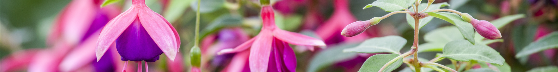 Fuchsia Fuchsia