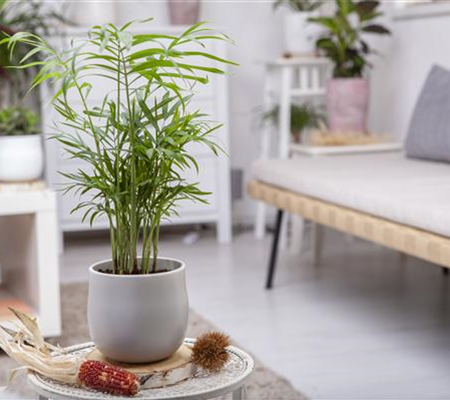 Wie versorge ich Zimmerpflanzen während eines kurzen Urlaubs?