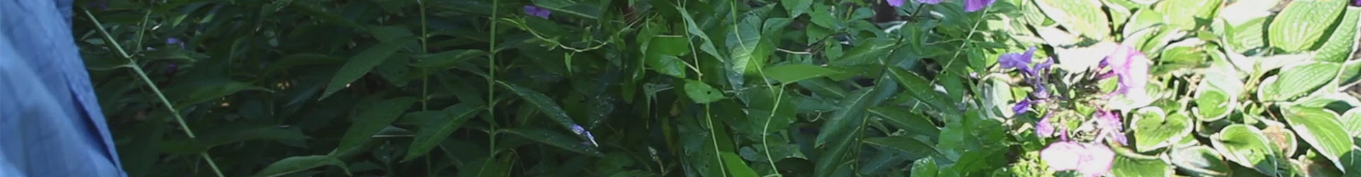 Phlox - Entfernen von Unkraut (thumbnail) Phlox - Entfernen von Unkraut (thumbnail)