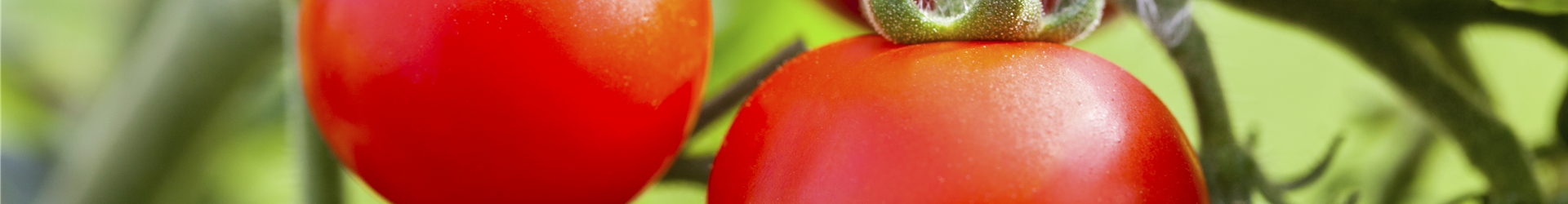 Solanum lycopersicum Solanum lycopersicum