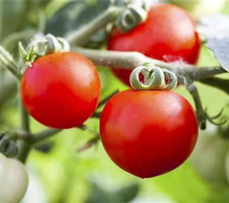 Tomatenrausch - So gelingen Anzucht, Kultur und Ernte