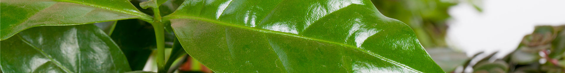 Coffea arabica