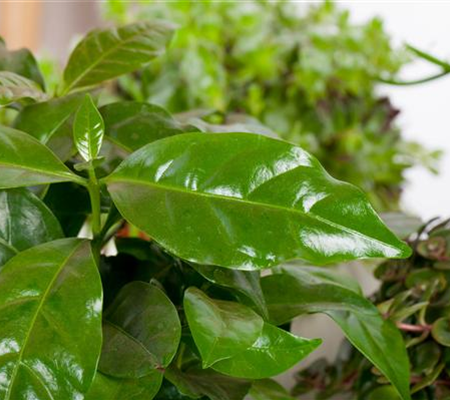 Eigener Kaffee aus dem Garten – das ist möglich