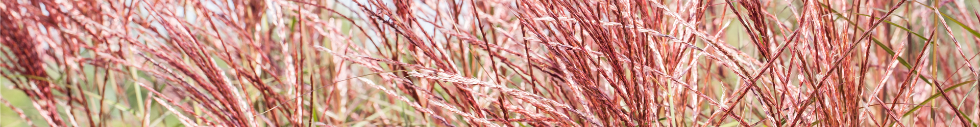 Miscanthus sinensis