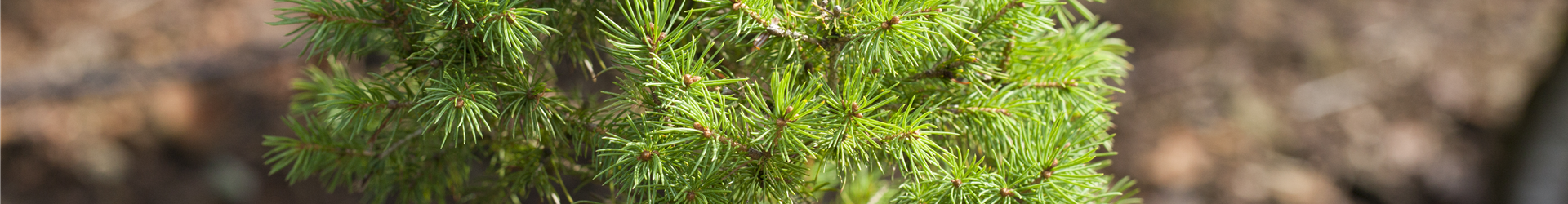 Picea glauca 'Biesenthaler Frühling'
