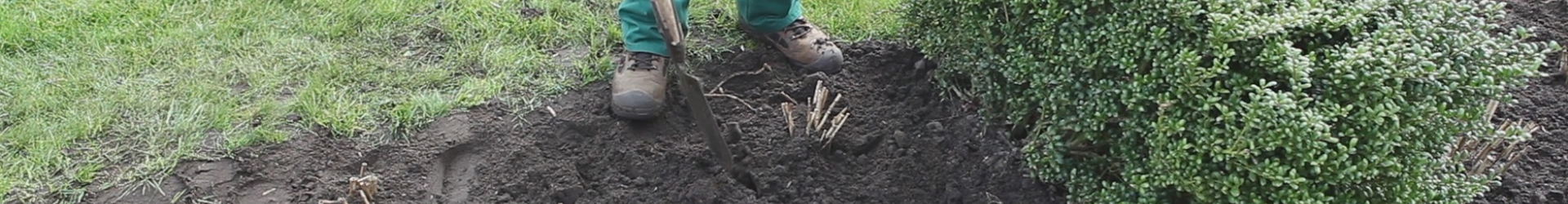 Dahlien - Einpflanzen im Garten (thumbnail)