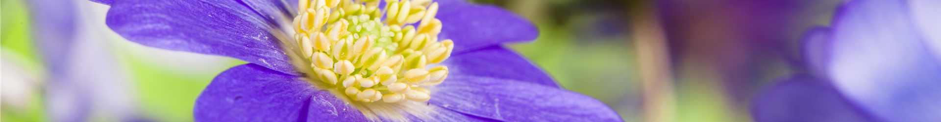 Anemone blanda, blau