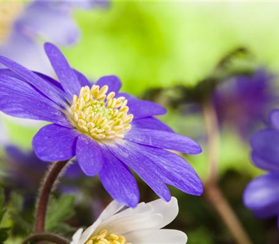 Anemonen im Topf bringen Farbenfreude auf den Balkon Anemonen im Topf bringen Farbenfreude auf den Balkon
