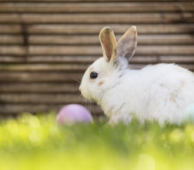 Futtermittel Futtermittel