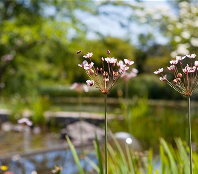 Gartenkeramik, Teiche, Dekoration und Geschenke Gartenkeramik, Teiche, Dekoration und Geschenke