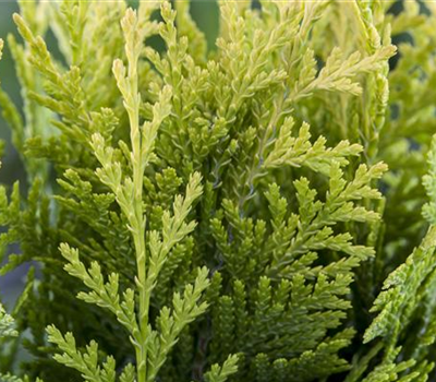 Gartenkalender Gartenkalender