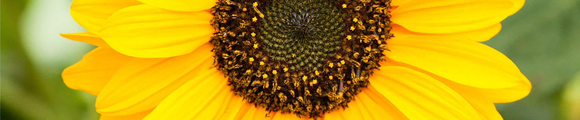 Helianthus annuus, gelb Helianthus annuus, gelb