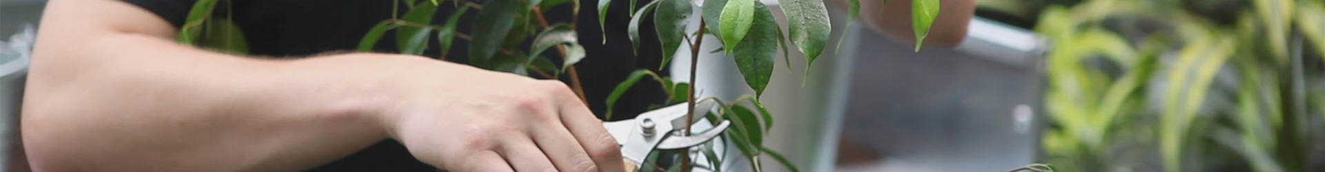 Grüne Zimmerpflanzen - Zurückschneiden und Pflegen (thumbnail) Grüne Zimmerpflanzen - Zurückschneiden und Pflegen (thumbnail)