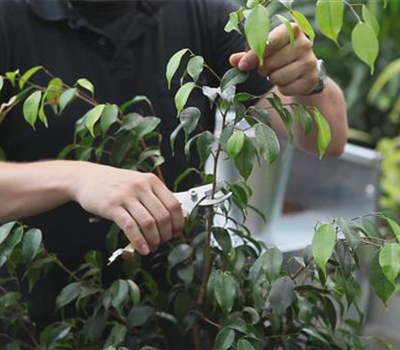 Grüne Zimmerpflanzen - Zurückschneiden und Pflegen Grüne Zimmerpflanzen - Zurückschneiden und Pflegen