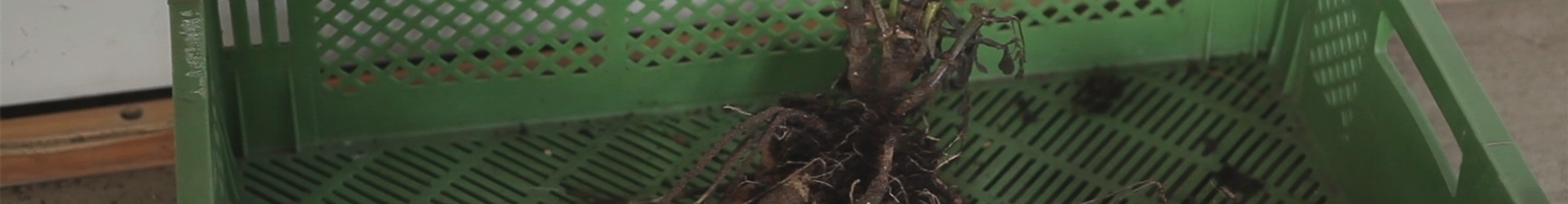 Dahlien - Überwintern (thumbnail) Dahlien - Überwintern (thumbnail)