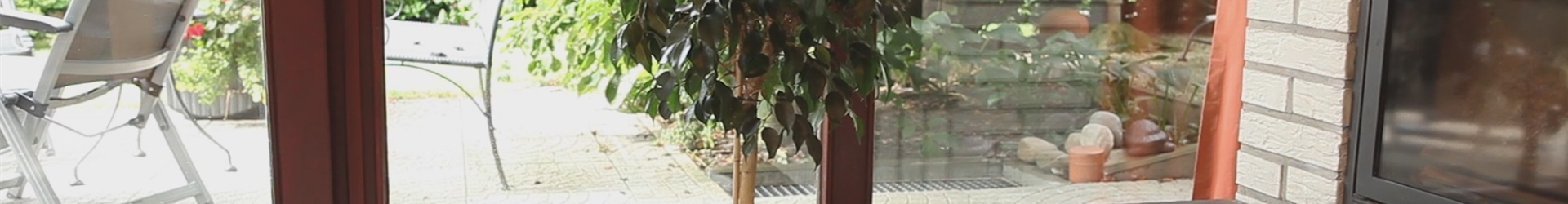 Birkenfeige - Einpflanzen in ein Gefäß (thumbnail) Birkenfeige - Einpflanzen in ein Gefäß (thumbnail)