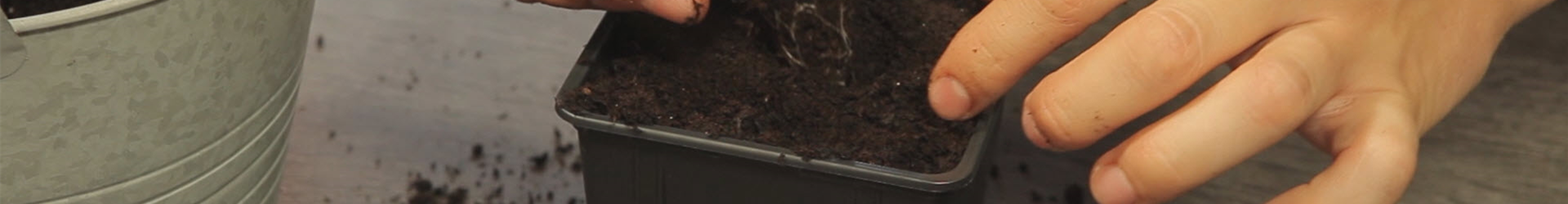 Tomaten - Umtopfen der Anzucht (thumbnail) Tomaten - Umtopfen der Anzucht (thumbnail)