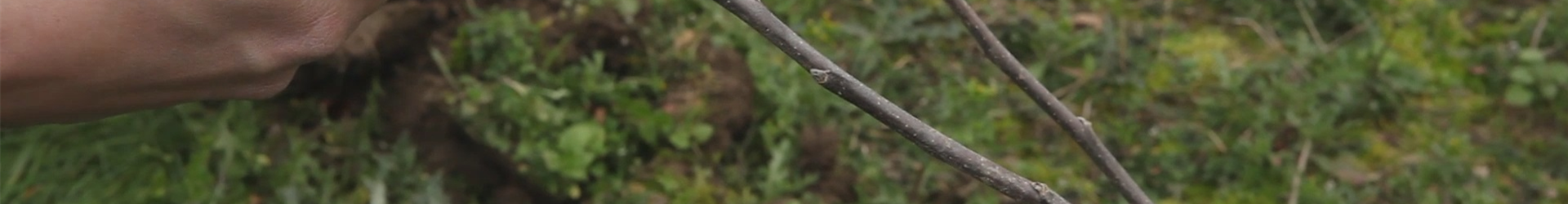 Apfelbaum - Pflanzschnitt (thumbnail) Apfelbaum - Pflanzschnitt (thumbnail)