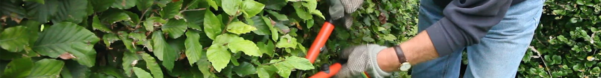 Rotbuchenhecke - Zurückschneiden mit der Hand-Heckenschere (4)