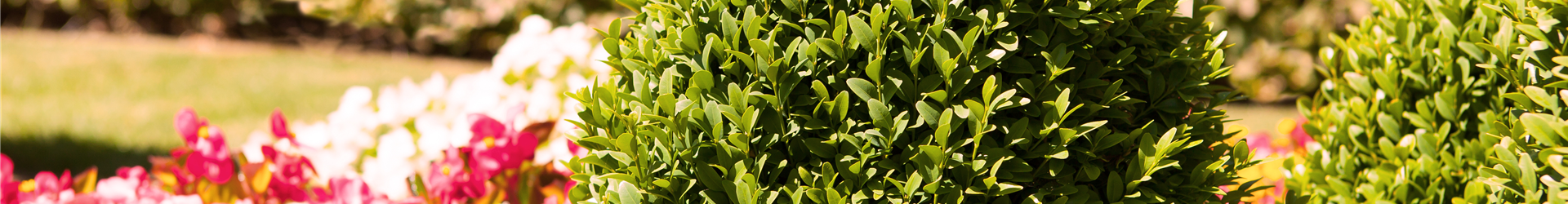 Buxus sempervirens var. arborescens Buxus sempervirens var. arborescens
