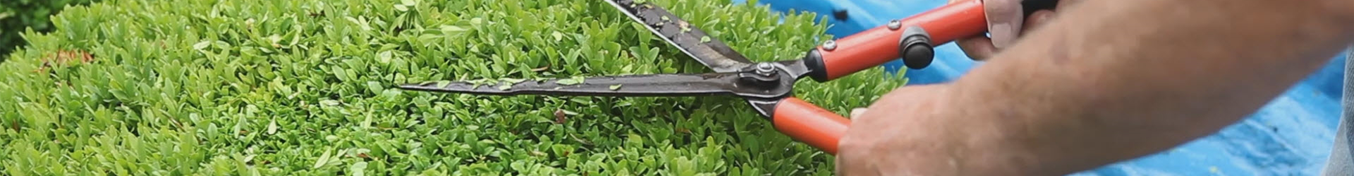 Buchsbaum - Zurückschneiden (thumbnail)