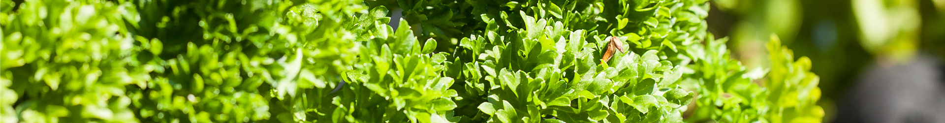 Petroselinum crispum