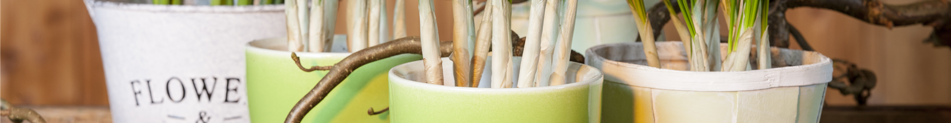 Crocus chrysanthus Crocus chrysanthus