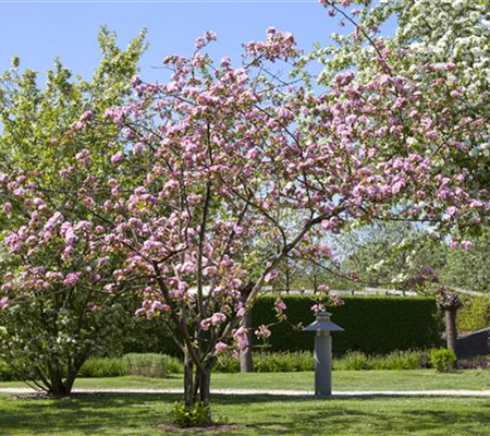 Obstgehölze schneiden - Basis ertragreicher Ernten