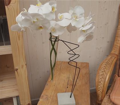 Orchidee - Anschneiden für den Heimgebrauch Orchidee - Anschneiden für den Heimgebrauch
