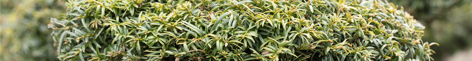 Taxus baccata 'Dovastonii Aurea'