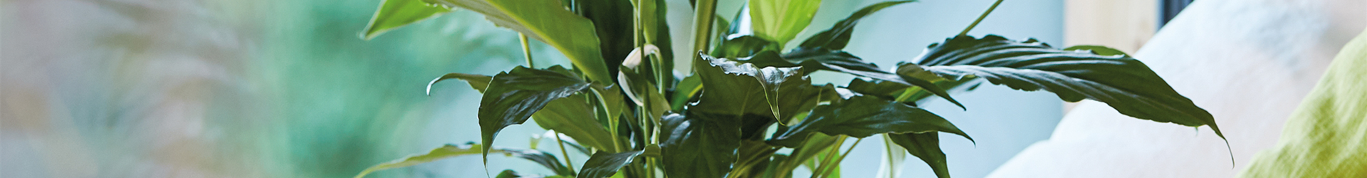 4260376730031.pt05 4260376730031.pt05