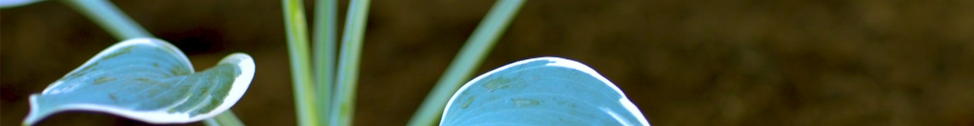 Funkien - Einpflanzen im Garten (thumbnail)