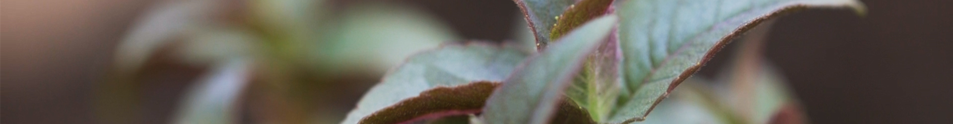 Minzblättrige Indianernessel (thumbnail) Minzblättrige Indianernessel (thumbnail)