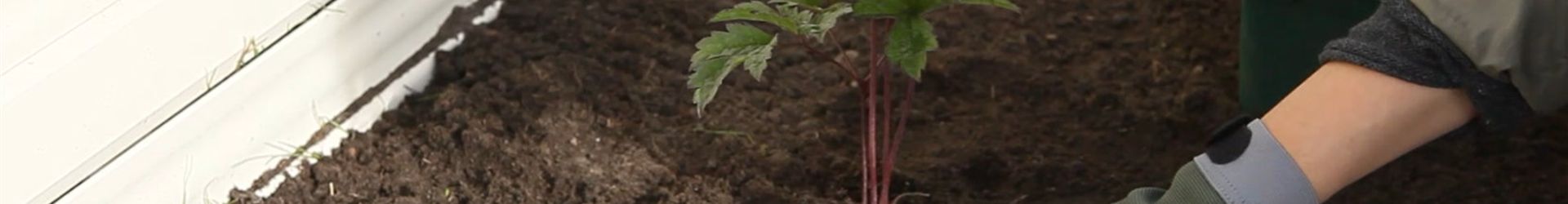 Silberkerzen - Einpflanzen Im Garten (Thumbnail)