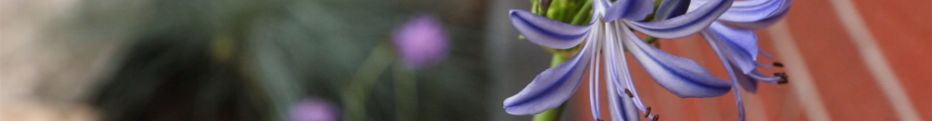 Schmucklilie - Einpflanzen in den Garten (thumbnail)