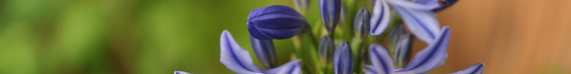 Afrikanische Schmucklilie - Einpflanzen in ein Gefäß (Thumbnail)