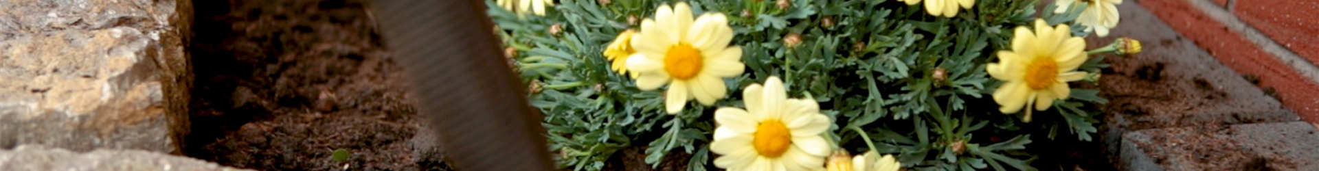Strauchmargerite - Einpflanzen im Garten (Thumbnail)