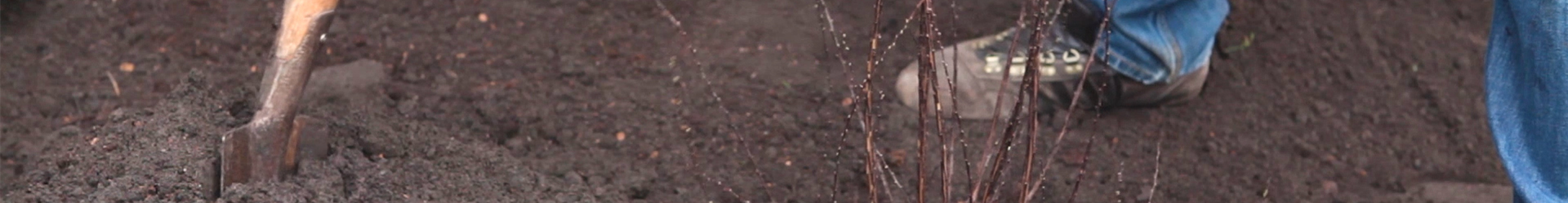 Strauchspiere - Einpflanzen im Garten (thumbnail)