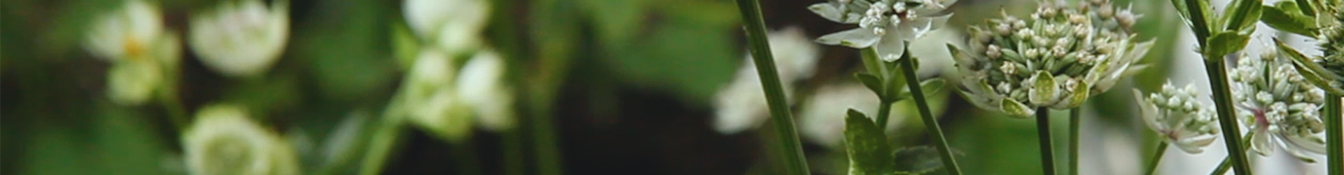 Sterndolde - Einpflanzen im Garten (Thumbnail)